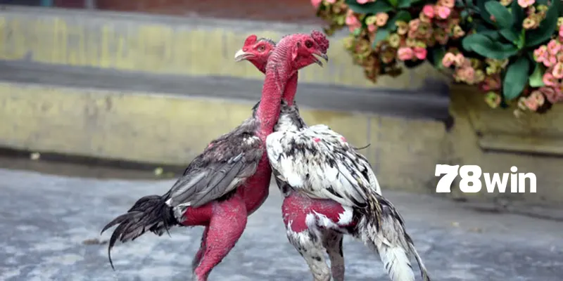 Hướng Dẫn Cách Chọn Mồng Gà Đá Cực Chuẩn Từ Sư Kê 5 Cách chọn mồng gà đá có tầm ảnh hưởng rất lớn đến khả năng thi đấu