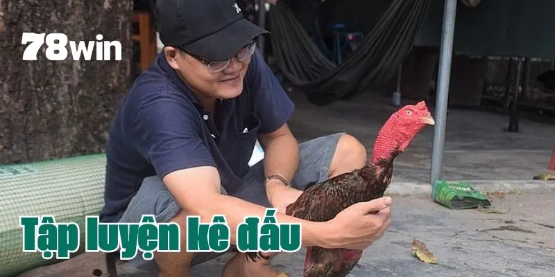 Hướng dẫn tập luyện cho chiến kê